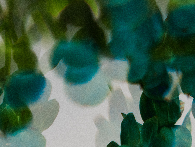 Extra Strength Deodorant - Basil Mint